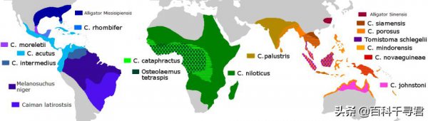 鳄鱼是国家几级保护动物