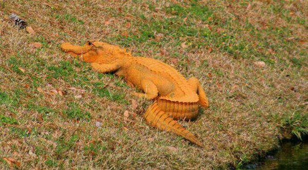 鳄鱼是国家几级保护动物