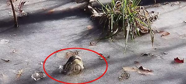 鳄鱼是国家几级保护动物