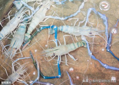 罗氏虾养殖条件和方法技术 饲养罗氏沼虾的注意事项