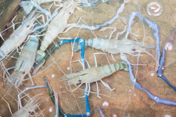 罗氏虾养殖条件和方法技术