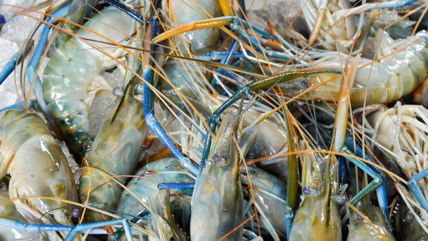 罗氏虾养殖条件和方法技术