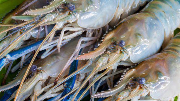 罗氏虾养殖条件和方法技术