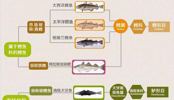 柴鱼又叫什么鱼