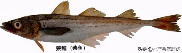 柴鱼又叫什么鱼