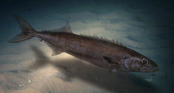 柴鱼又叫什么鱼