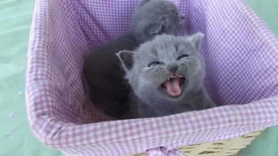 英短蓝猫有几种颜色最常见 英短是什么猫有哪些特点