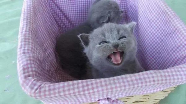 英短蓝猫有几种颜色最常见