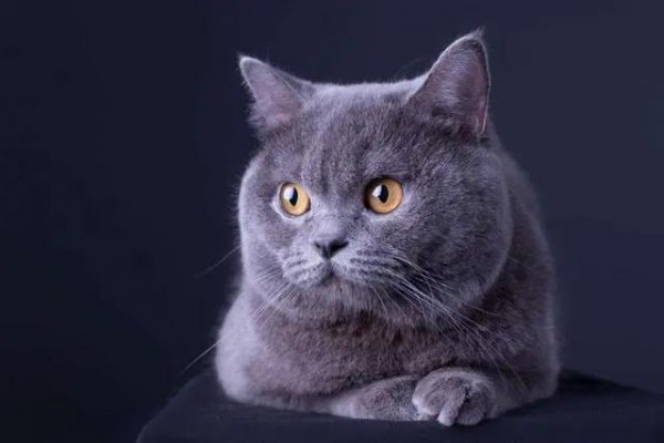 英短蓝猫有几种颜色最常见