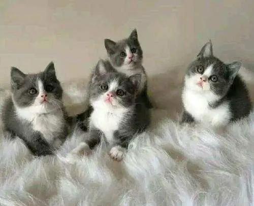 英短蓝猫有几种颜色最常见