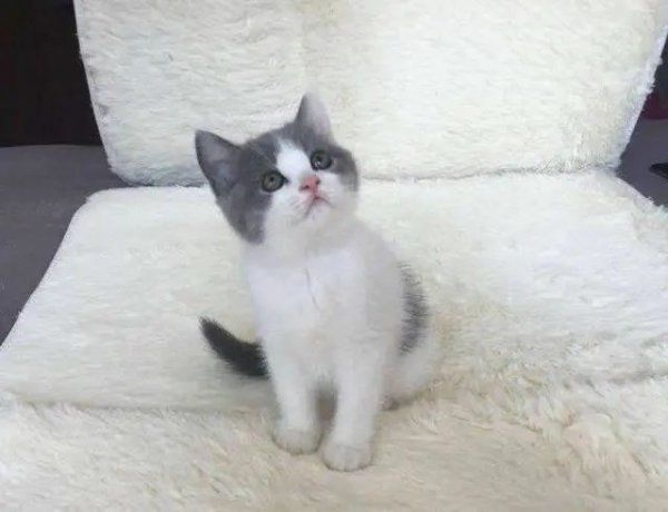 英短蓝猫有几种颜色最常见