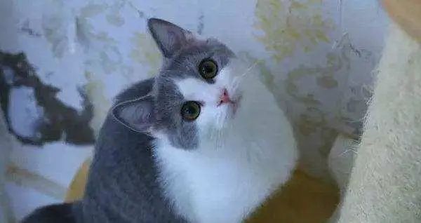 英短蓝猫有几种颜色最常见