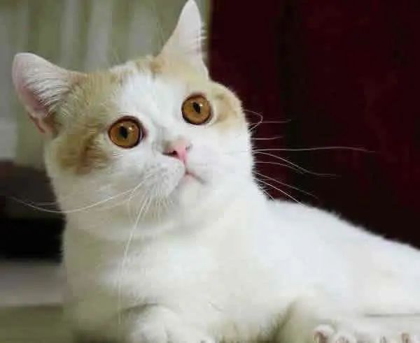 英短蓝猫有几种颜色最常见