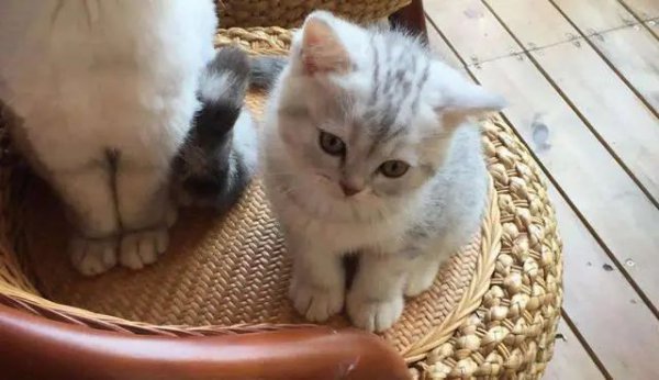 英短蓝猫有几种颜色最常见