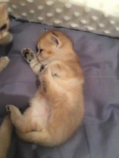 英短蓝猫有几种颜色最常见