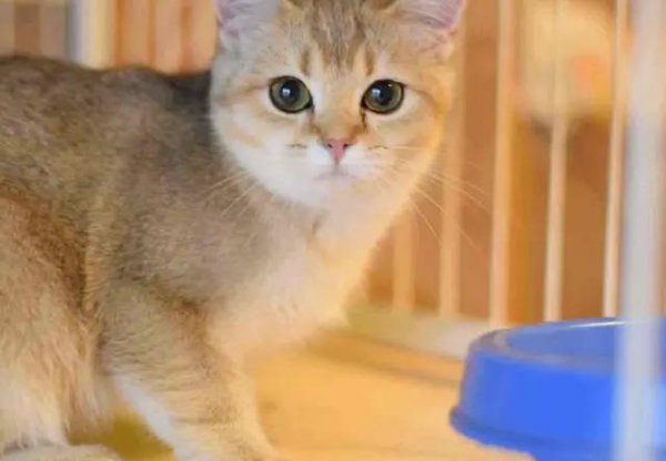 英短蓝猫有几种颜色最常见