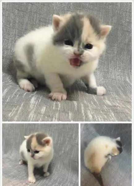 英短蓝猫有几种颜色最常见