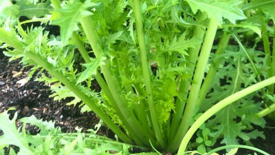 酸菜是什么菜做的 一般什么菜可以腌制成酸菜食用