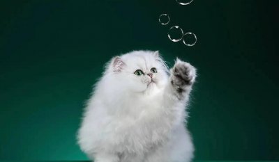 没出过门的猫咪跑丢了 有什么方法可以找回跑丢的猫