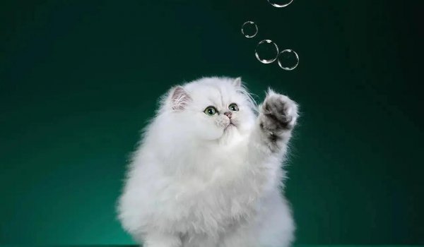 没出过门的猫咪跑丢了