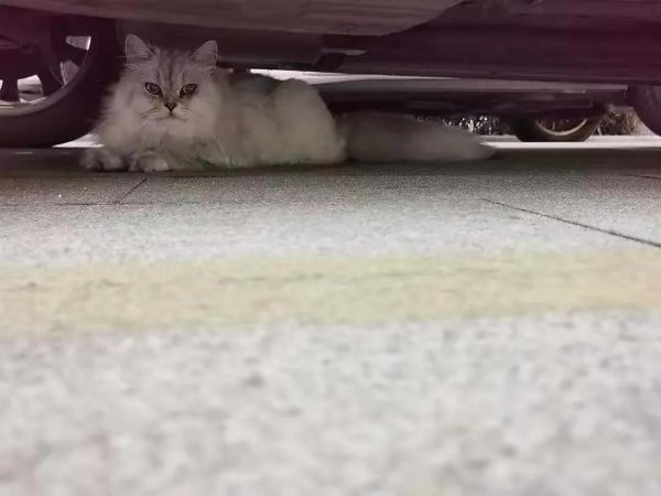 没出过门的猫咪跑丢了