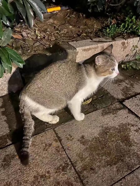 没出过门的猫咪跑丢了
