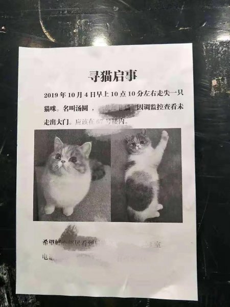 没出过门的猫咪跑丢了