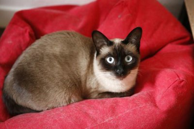 暹罗猫优点和缺点 家庭宠养暹罗猫优缺点及注意事项