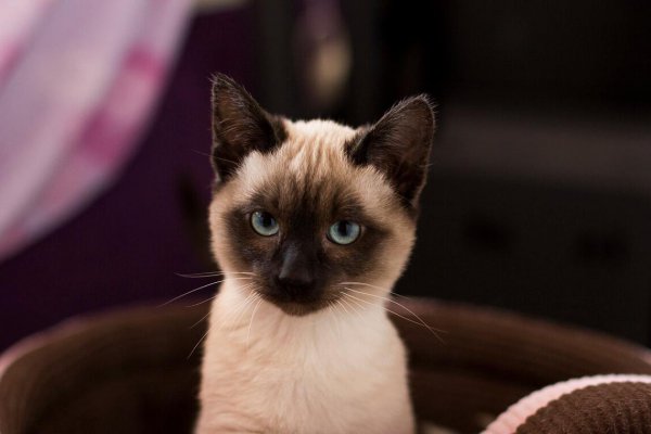 暹罗猫优点和缺点