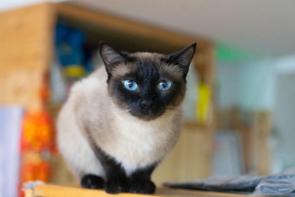 暹罗猫优点和缺点