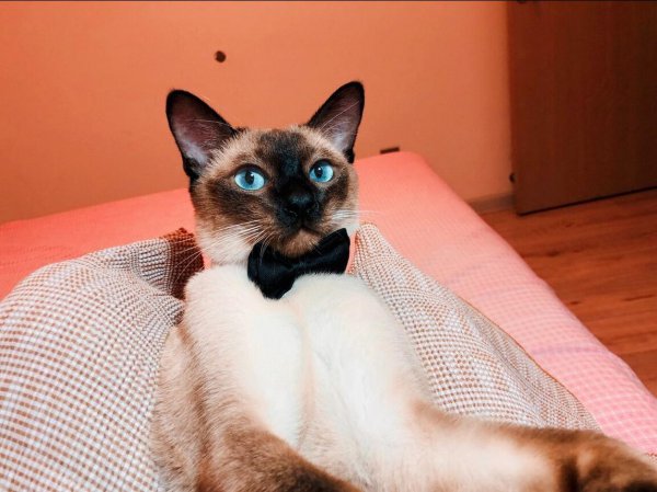 暹罗猫优点和缺点