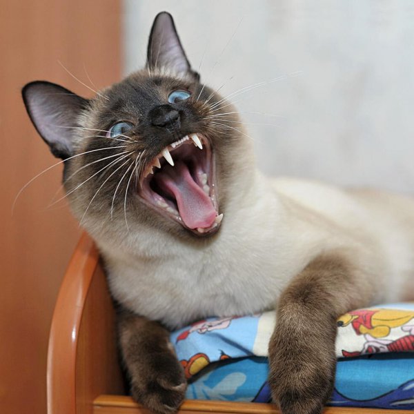 暹罗猫优点和缺点