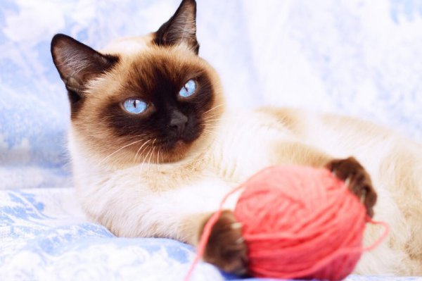 暹罗猫优点和缺点