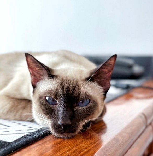 暹罗猫优点和缺点