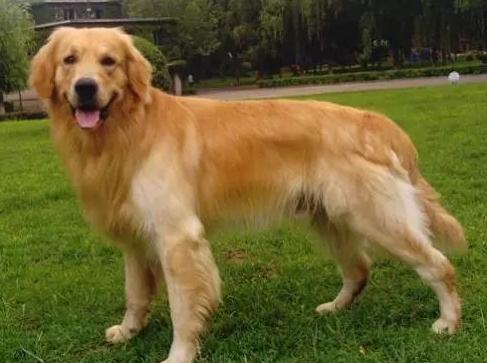 金毛和拉布拉多的区别