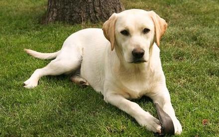 金毛和拉布拉多的区别