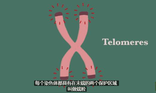 人类寿命极限是多少