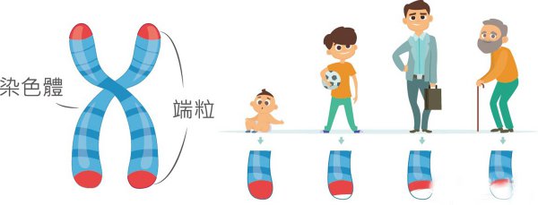 人类寿命极限是多少