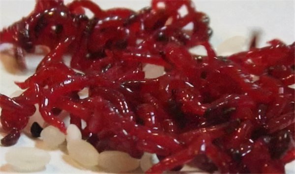 钓鲫鱼用什么鱼饵最好