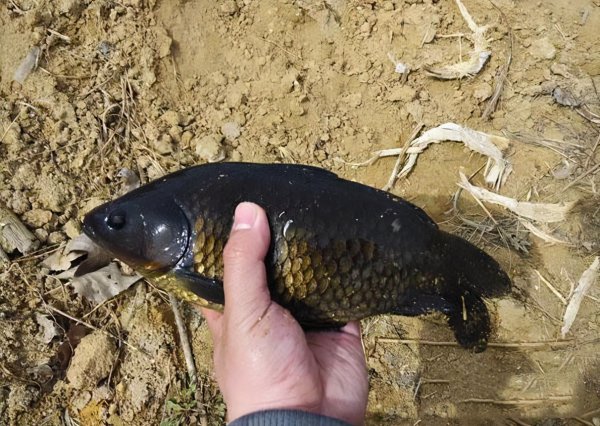 钓鲫鱼用什么鱼饵最好