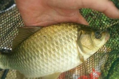 野钓鲫鱼最好的窝料 野钓鲫鱼时最好的饵料配方大全