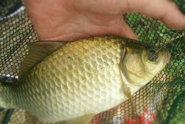 野钓鲫鱼最好的窝料