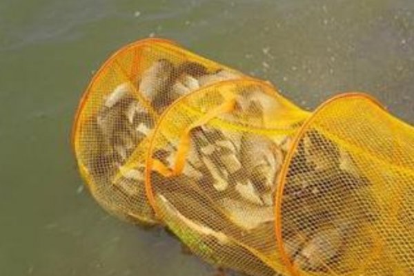 野钓鲫鱼最好的窝料