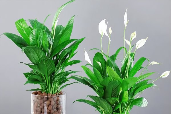 乔迁现在流行送什么礼物