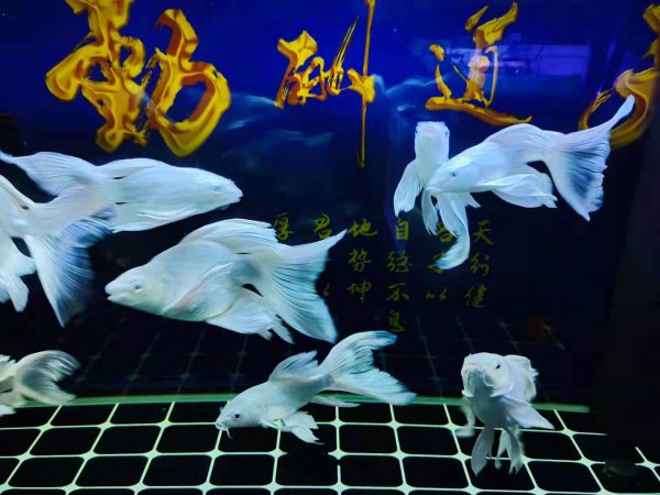 鱼缸水泵大小如何选择