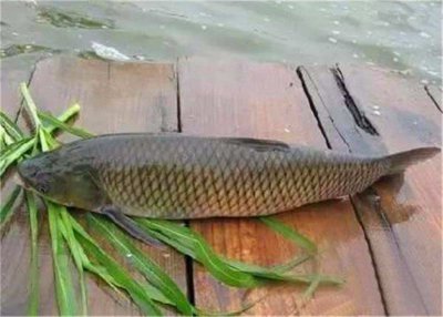 草鱼用什么鱼饵最好钓 用哪种饵料钓草鱼最高效率