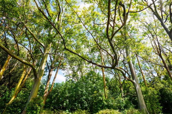 草鱼用什么鱼饵最好钓