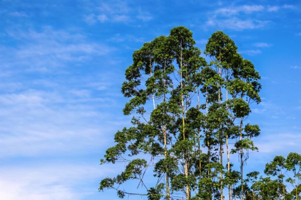 草鱼用什么鱼饵最好钓