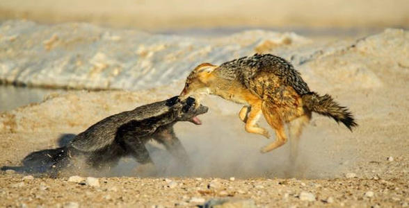 平头哥为什么谁都不怕