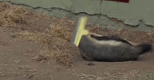 平头哥为什么谁都不怕